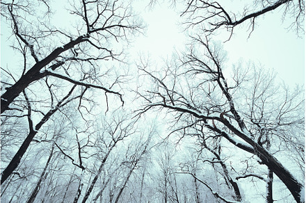 Tree Branches Without Leaf Covered, a Nature Photo by Our Amazing World