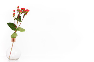 Styled Mockup Hypericum Berries ♥