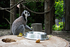 Ring-tailed lemur sitting on a wooden table in a zoo enclosure, a Photo by AS photostudio