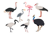 Bird collection, an Animal Illustration by Elena Istomina (Thumbnail 5 of 7)
