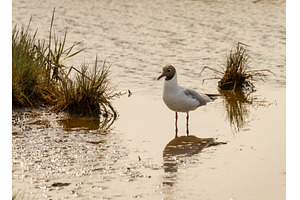 Black-headed gull wading in the, an Animal Photo by Backyard Stock