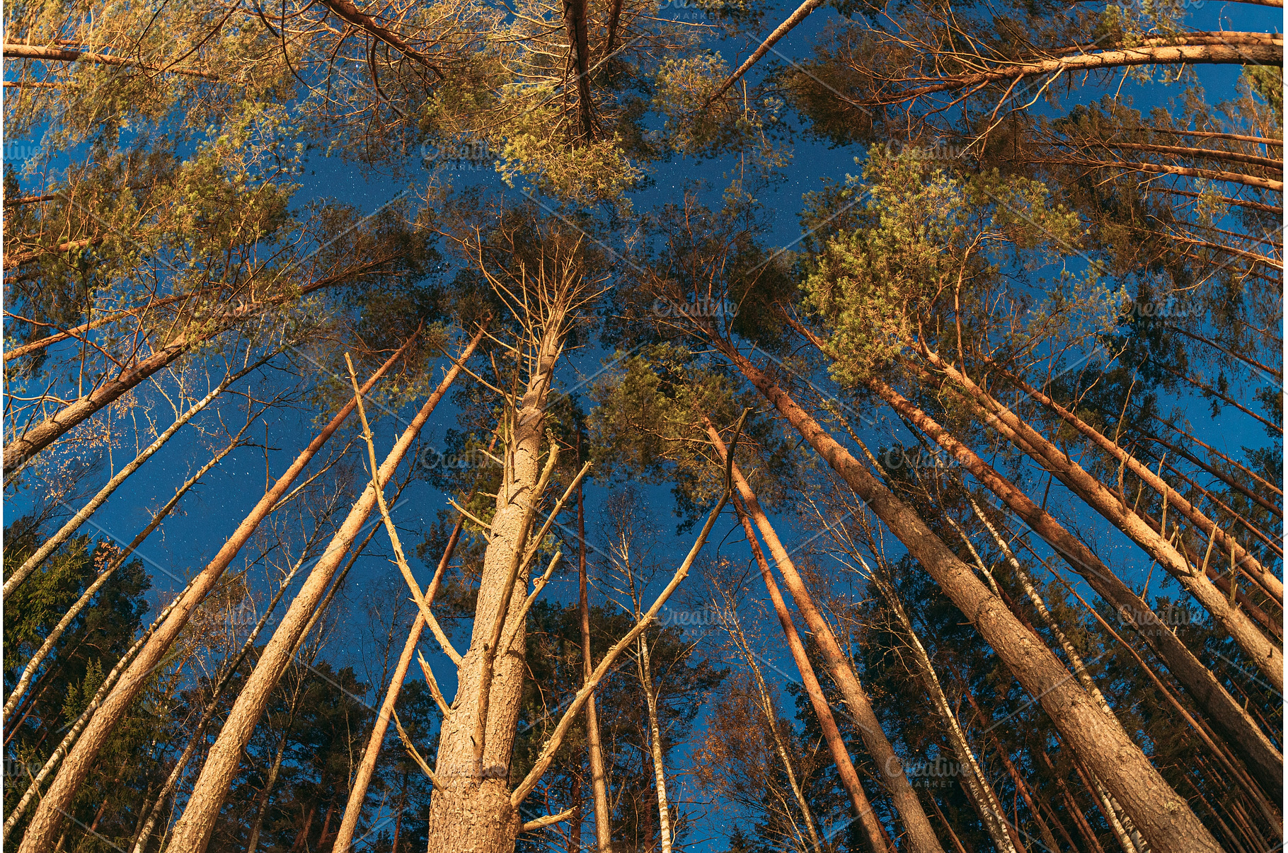 Looking Up at Tall Pine Trees and, a Nature Photo by Our Amazing World