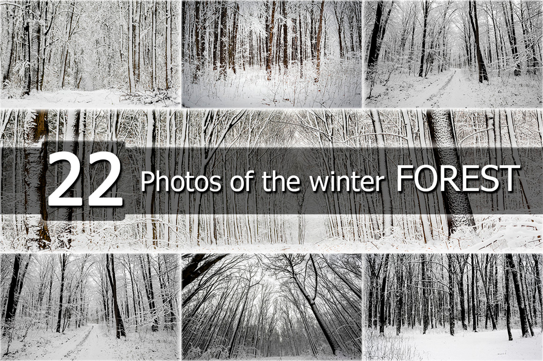 Winter forest featuring bare, blue, and chill, a Nature Photo by vovan