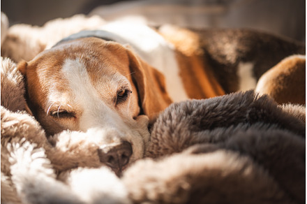 A adult beagle dog napping in sunny, an Animal Photo by MadPhotos