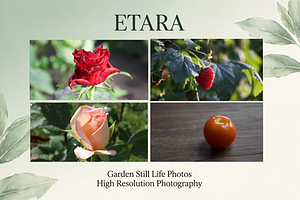 Garden Still Life Photos ETARA