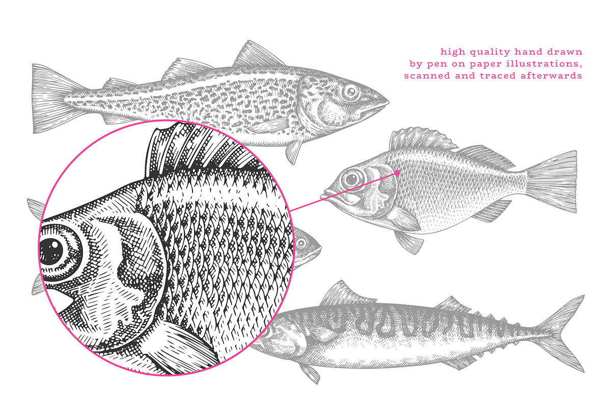 Fish#2 Vector Collection, a Food Illustration by Lubov Illustrations Shop (Photo 4 of 12)