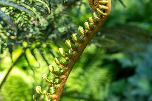 Young curled fern frond unfurling in a lush green environment, a Nature Photo by GoodGoods