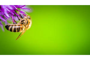 A Stunning Closeup of a Bee, an Animal Photo by MadPhotos