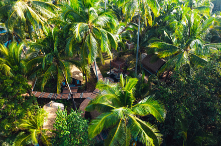 High angle coconut tree plantation on a tropical island, a Nature Photo by Art Rachen