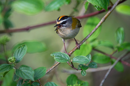 Common firecrest singing on a branch., an Animal Photo by CreativePhotoSpain