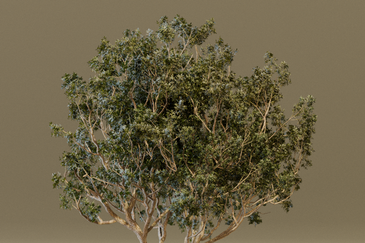 The Black Board Tree, a Plants & Tree 3D Model by FuturePastCreatives (Photo 6 of 6)