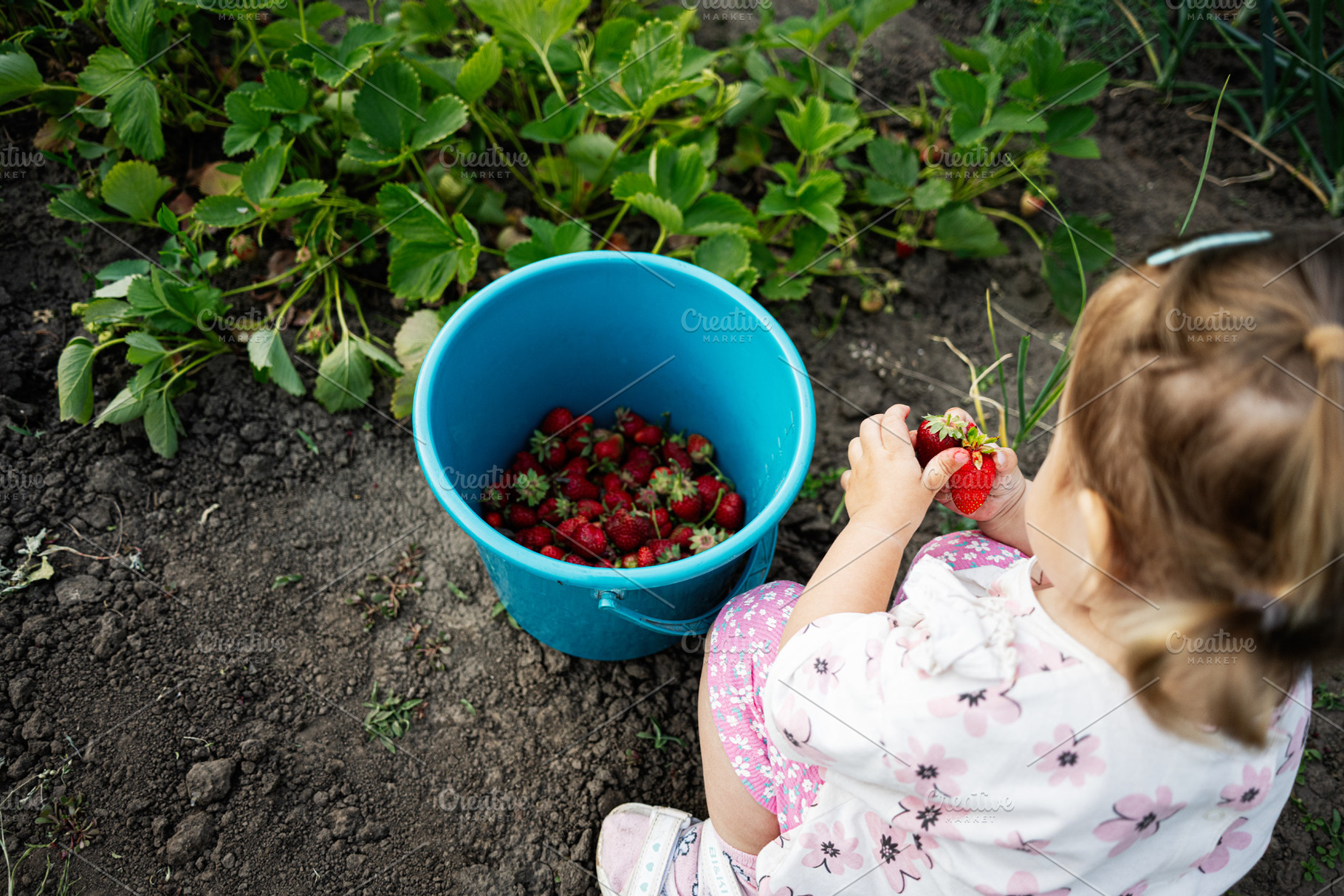 Child picking fresh strawberries from a garden into a blue bucket, a Person Photo by AS photostudio