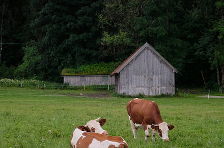 Bavarian cows at alpine shack