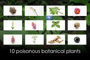 10 poisonous botanical plants, a Healthcare Illustration by StockVerse Creative (Thumbnail 1 of 12)