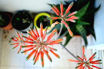 Aloe Vera Flower