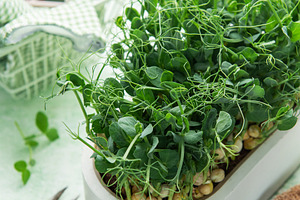 Growing pea microgreens for healthy urban farming at home, a Photo by Olena Rudo