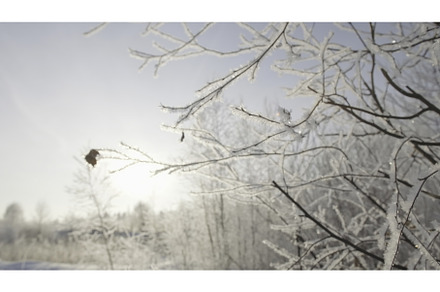 Last leaf on tree branch with frost, a Nature Photo by Media Whale Stock