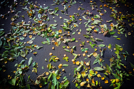 Green & yellow autumn leaves on asphalt backdrop, a Nature Photo by RETROWAVE '88