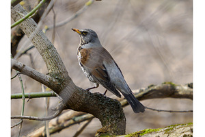 Fieldfare or Turdus pilaris sitting, a Nature Photo by Fascinadora