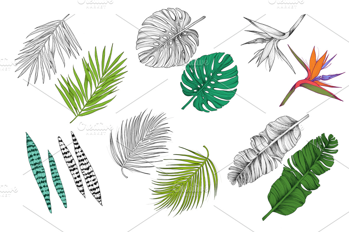 Detailed tropical leaves & Patterns, a Decorative Illustration by NKTKNS (Photo 2 of 5)