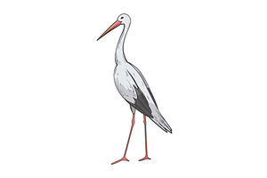 Crane bird in realistic style, an Animal Illustration by Things for designers