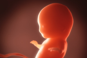 Human Embryo, Fetus Growth