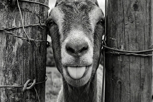 Playful Goat Sticking Tongue Out, an Animal Photo by Virgo Studio