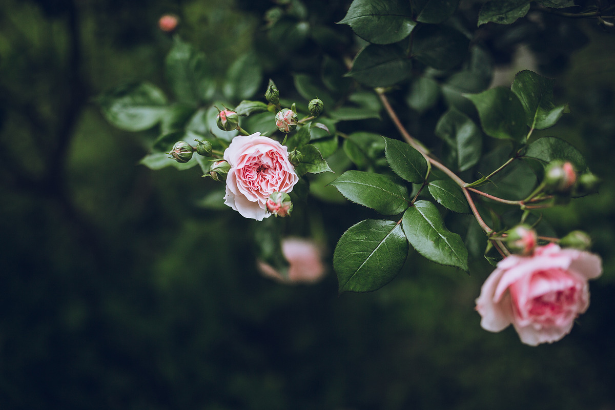 LIGHTROOM PRESETS - travel lifestyle, an Action Add-On by Graphics, Presets, Photos (Photo 41 of 67)