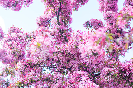 Pink decorative apple tree flowers, a Nature Photo by MDBildes