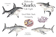 Watercolor Sharks Life Cycle Set, an Education Illustration by MayaNavits (Thumbnail 3 of 9)