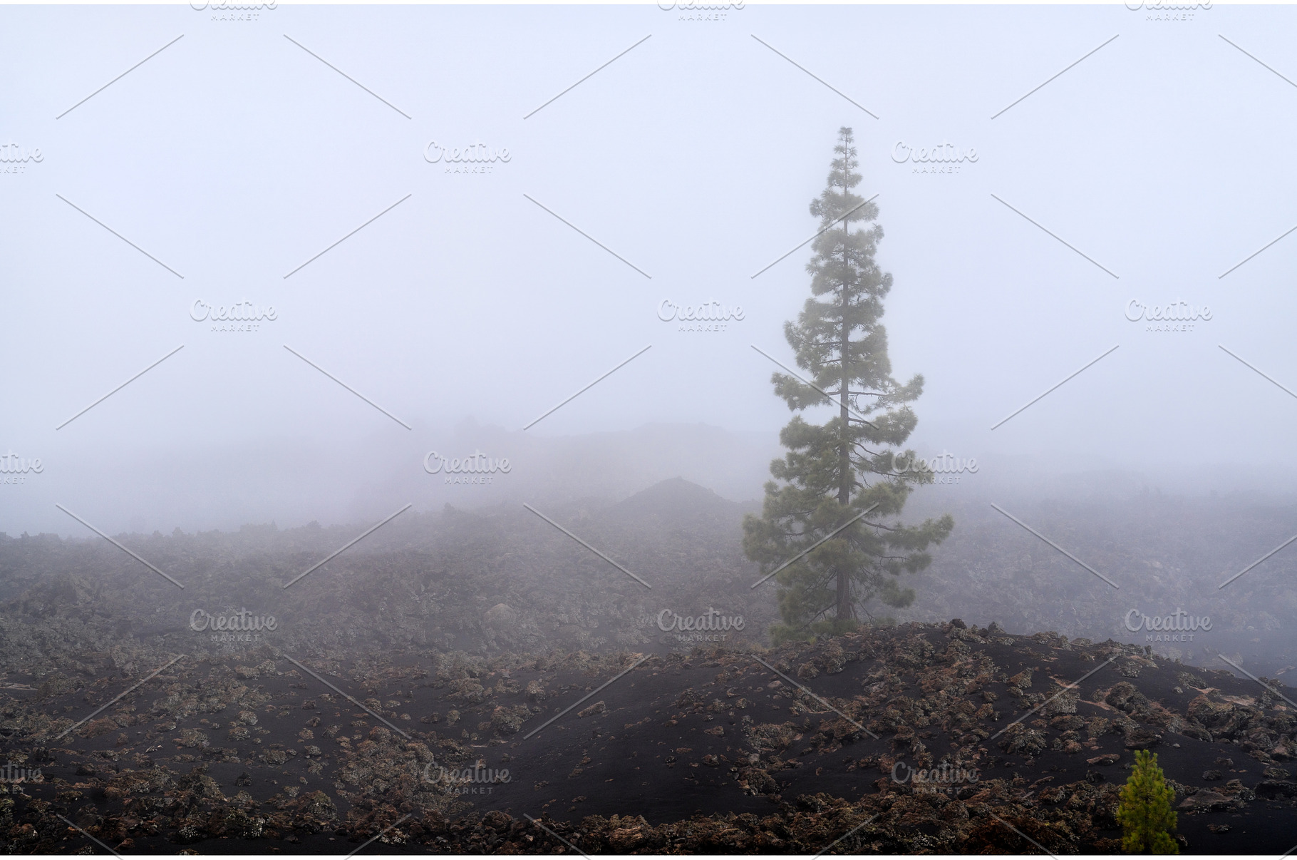Lone pine tree in the volcanic, a Nature Photo by Leonid Andronov