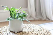 Living with Plants Photo Bundle, a Nature Photo by Wellness Stock Market (Thumbnail 11 of 11)