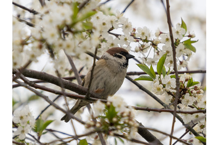 Eurasian tree sparrow perched on