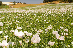 Poppy Fields, a Nature Photo by THP Creative