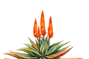 Watercolor Aloe Vera, a Decorative Illustration by Karliefie (Thumbnail 4 of 4)