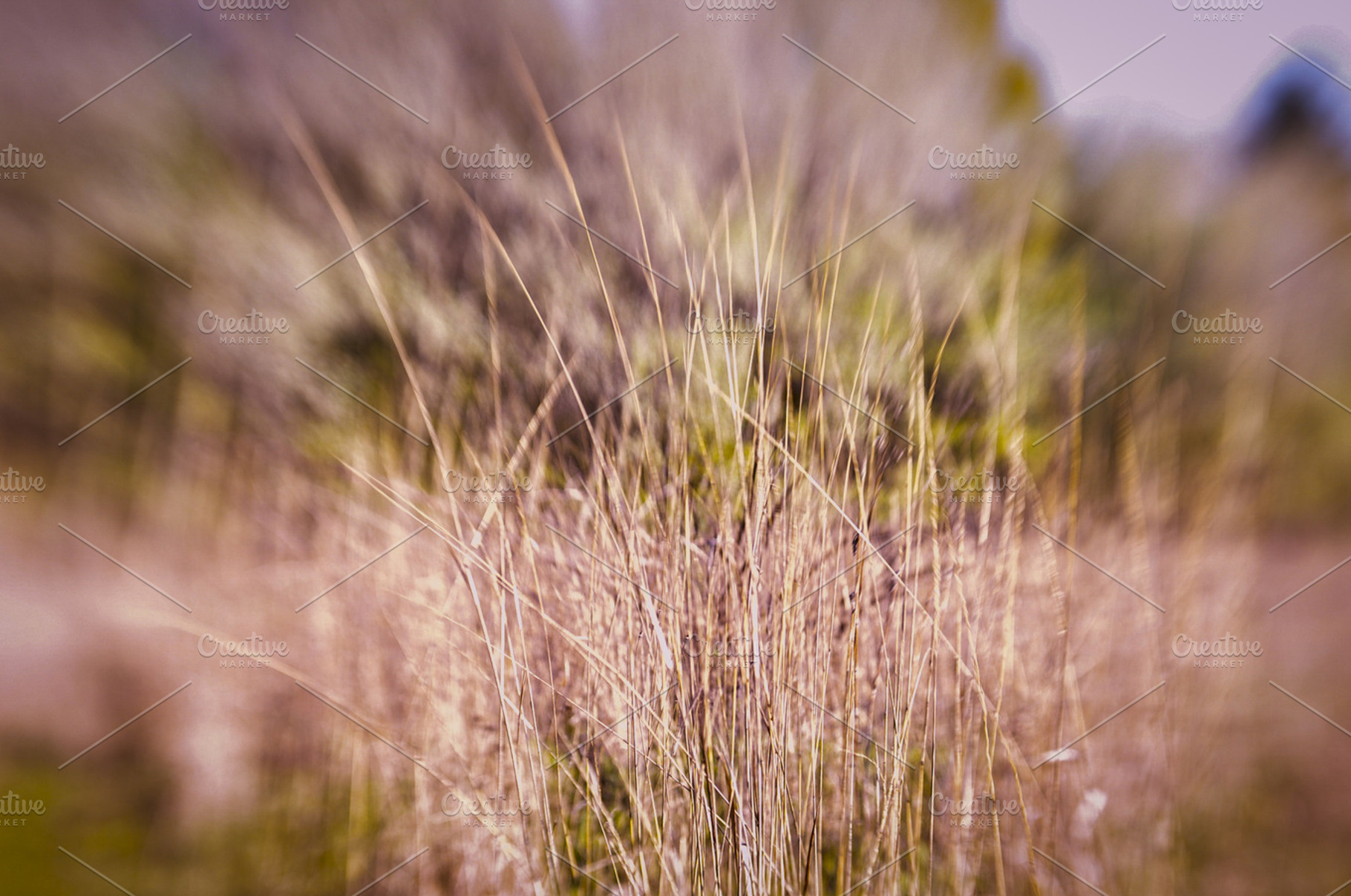 Dry Weeds