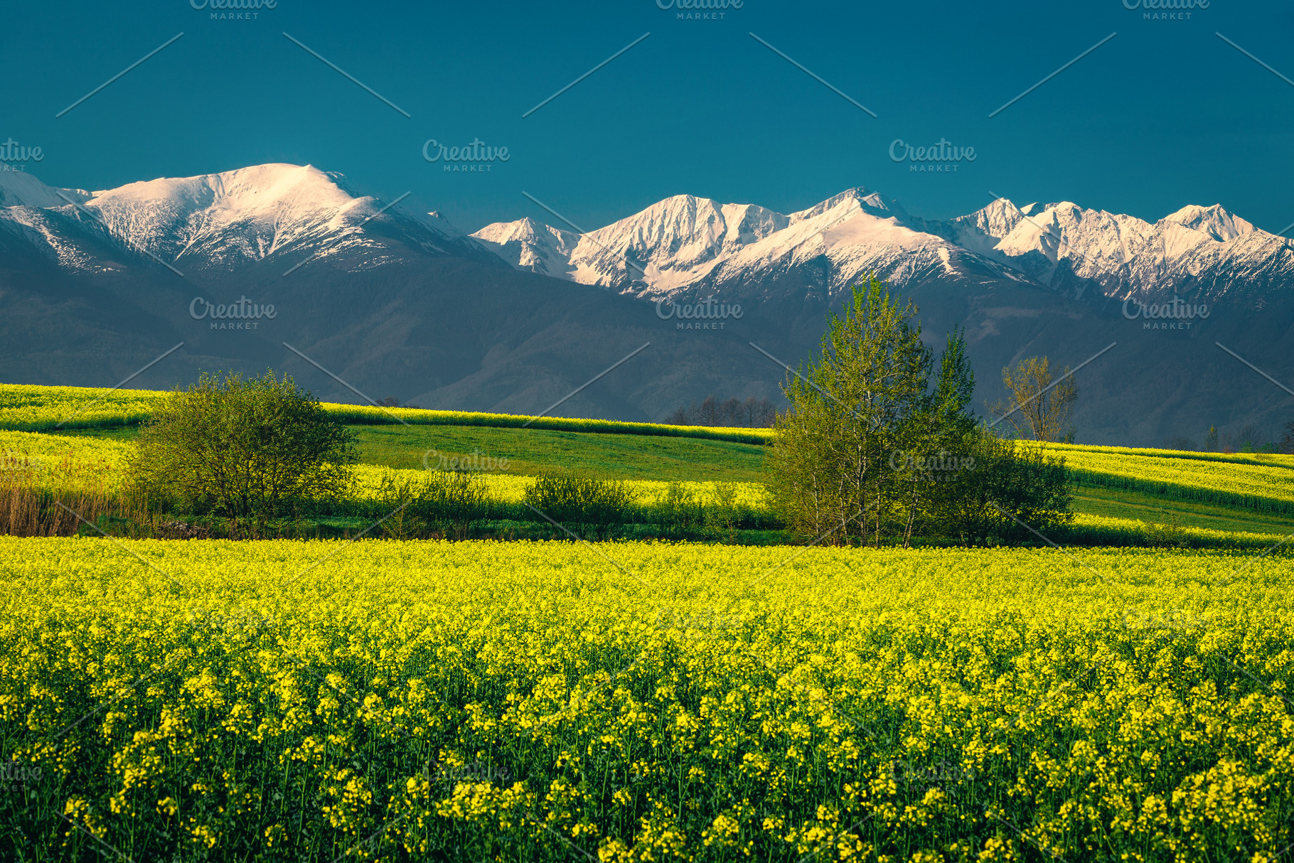 Blooming canola fields and mountains, a Nature Photo by Alpine Dreams
