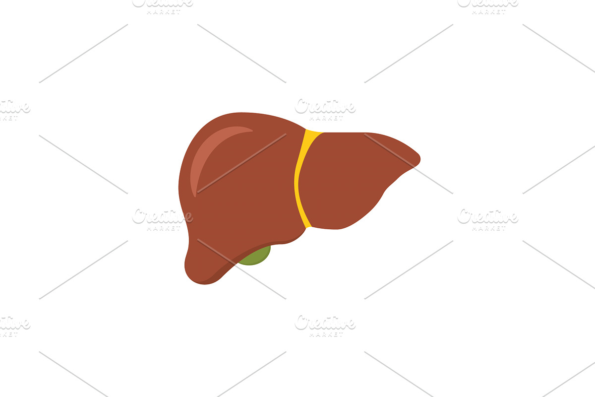 Liver anatomy structure, an Object Illustration by Vector Creator