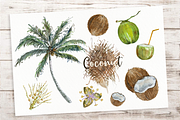 Coconut Life Cycle Clip Arts & Print, an Education Illustration by Tati Bordiu (Thumbnail 2 of 5)