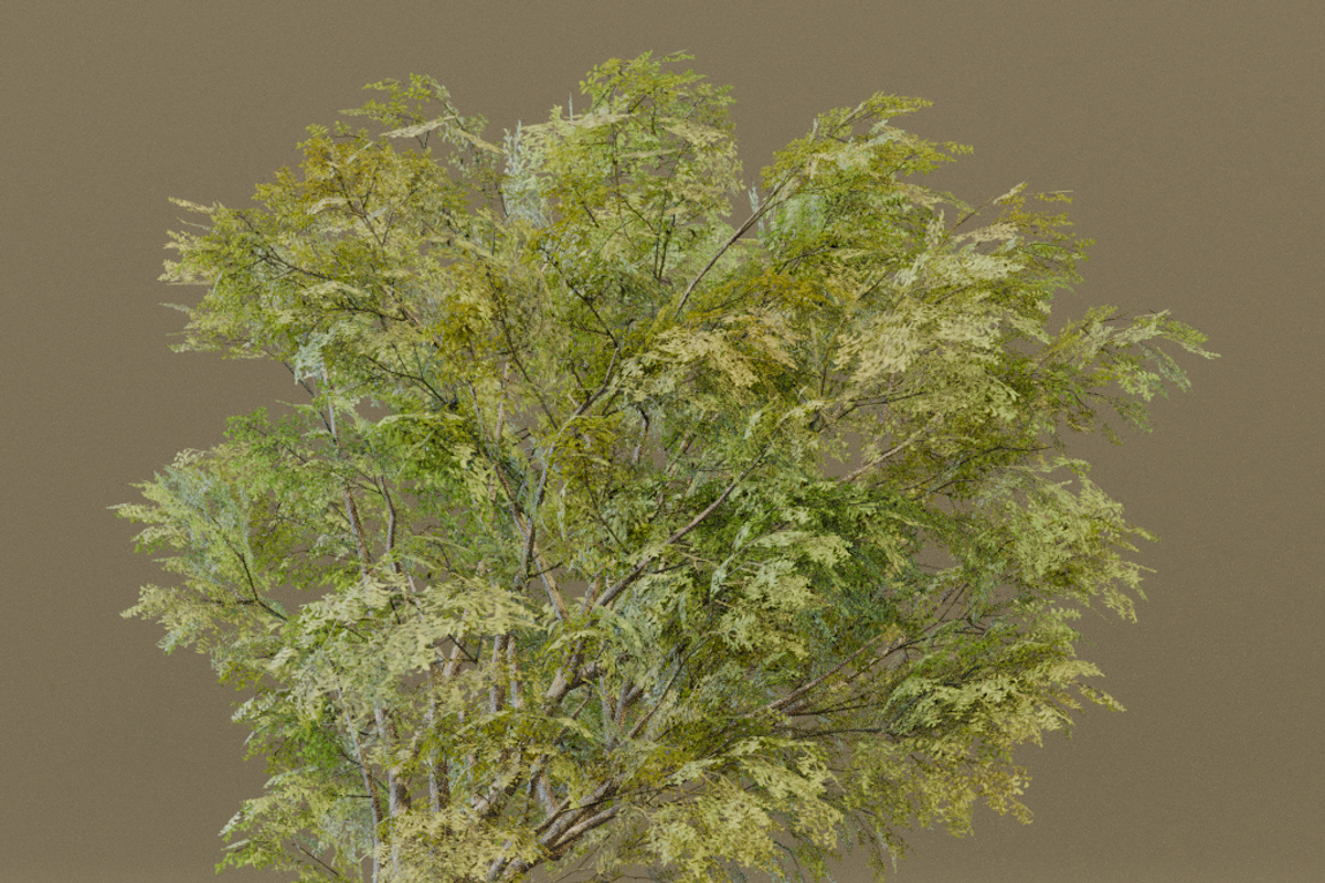The American Elm Tree, a Plants & Tree 3D Model by FuturePastCreatives (Photo 2 of 5)