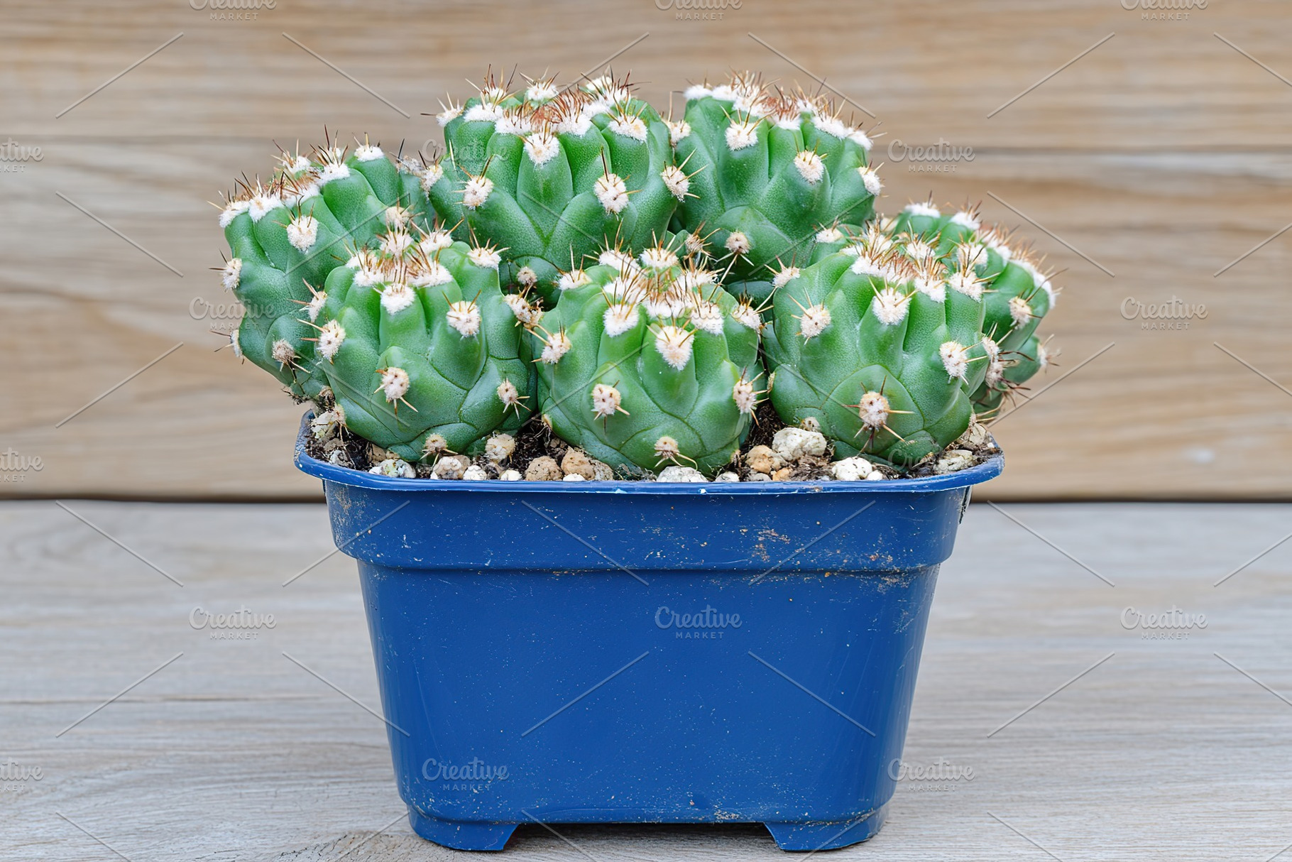 Vibrant cactus arrangement in blue plastic pot on wooden surface for indoor dec, a Nature Photo by AlyaAnd
