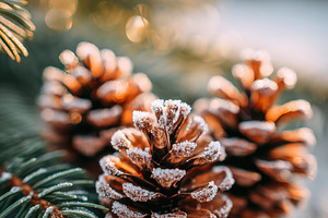 Frosted pine cones on wooden surface, a Nature Photo by AlyaAnd