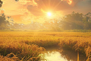 Golden Rice Field at Sunset, a Photo by LOGOCREATIVE (Thumbnail 25 of 27)