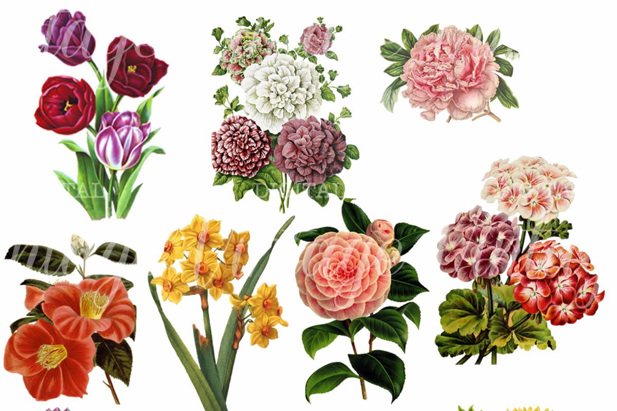 Cottage Garden Flowers Set 1, a Graphic by Digital Vintage (Photo 2 of 2)