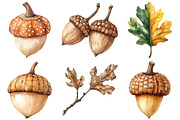 Watercolor Acorns & Oak Leaves PNG, an Illustration by Craft Nest (Thumbnail 4 of 6)