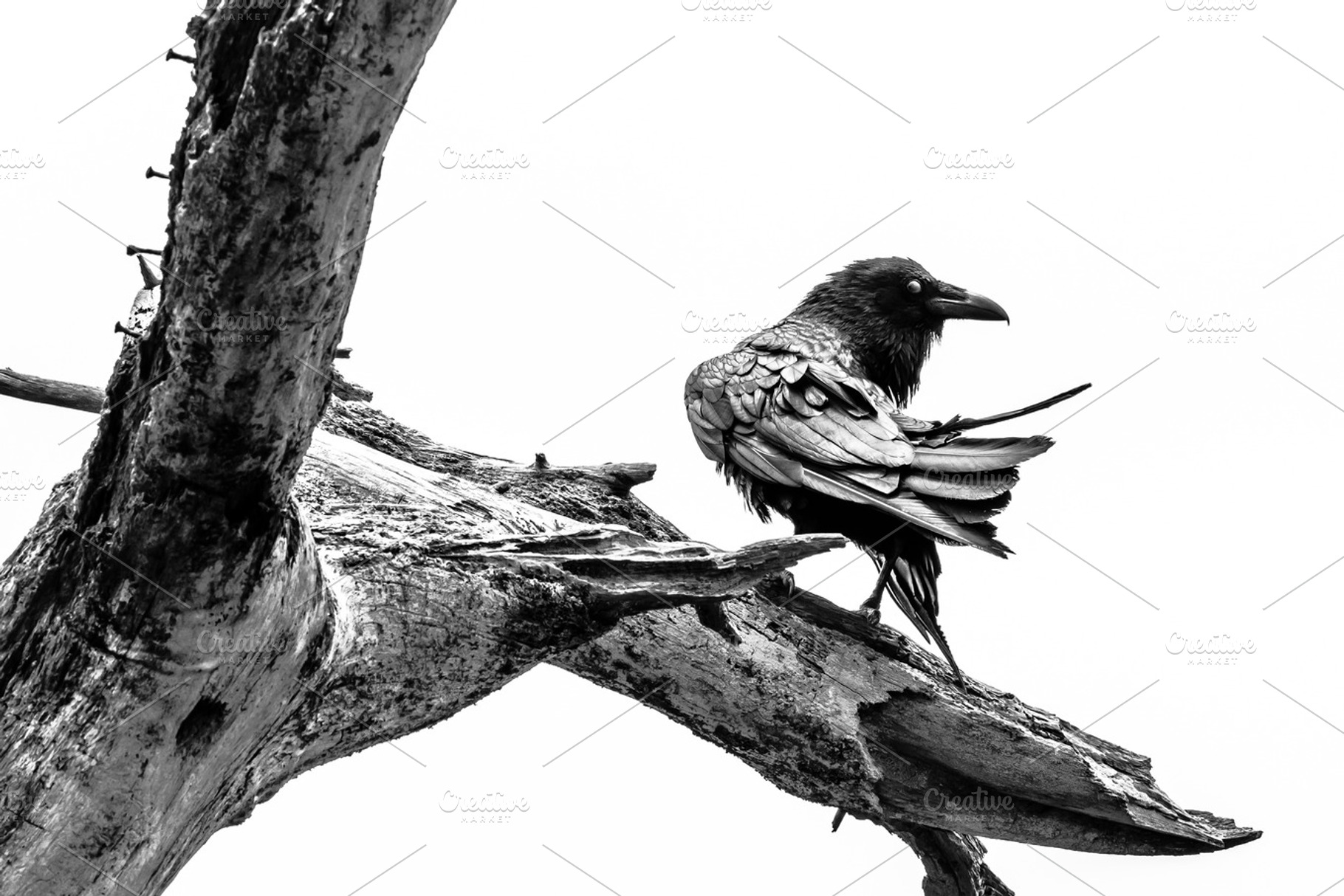 Nevermore