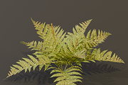 The Cinnamon Fern Bush, a Plants & Tree 3D Model by FuturePastCreatives (Thumbnail 13 of 13)
