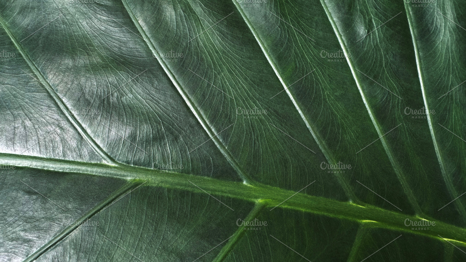 Dark green leaf texture background, a Nature Photo by ArtBackground