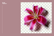 Ikebana Botanical Asset Collection, an Object Graphic by Studio Yorktown (Thumbnail 9 of 15)