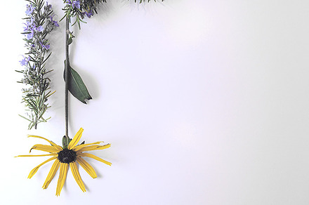 Rosemary and rudbeckia containing daisy, flower, and botanical